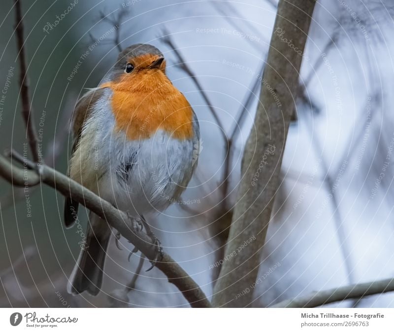 Robin at dusk Nature Animal Sky Sunlight Beautiful weather Tree Wild animal Bird Animal face Wing Claw Robin redbreast Feather Eyes Beak Legs 1 Observe