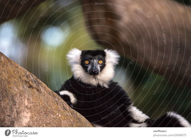 Black and white ruffed lemur Varecia variegate Animal Tree Wild animal Animal face 1 Looking Yellow White Lemur Variegated Lemur black and white ruffed lemur