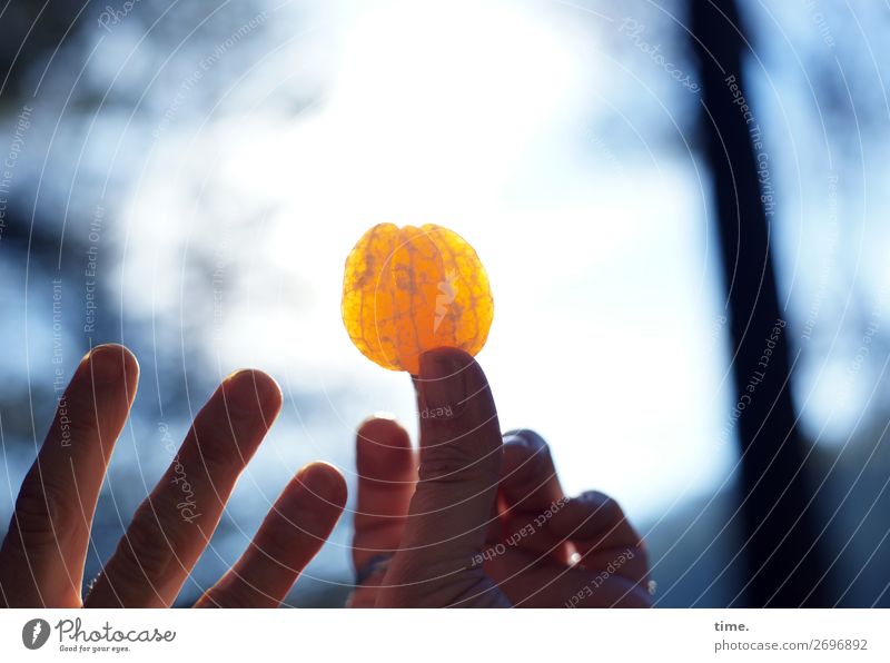 Eat away | outstanding Food Fruit Tangerine Nutrition Picnic Vegetarian diet Finger food Hand Fingers Beautiful weather Tree Forest Blue Orange Movement