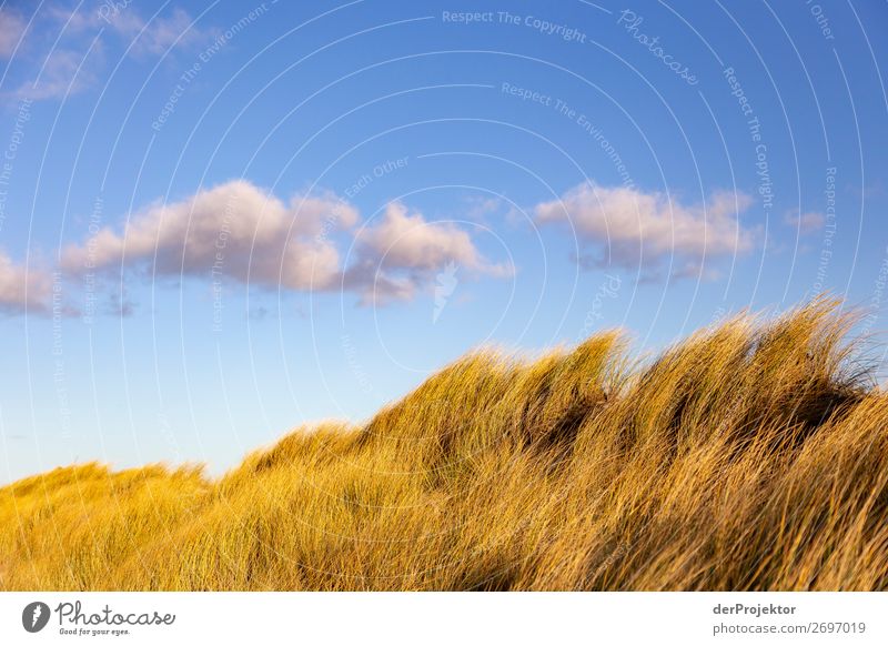 Dune grass in the sun on Usedom II Central perspective Shallow depth of field Sunbeam Day Light Shadow Contrast Sunlight Copy Space middle Copy Space right