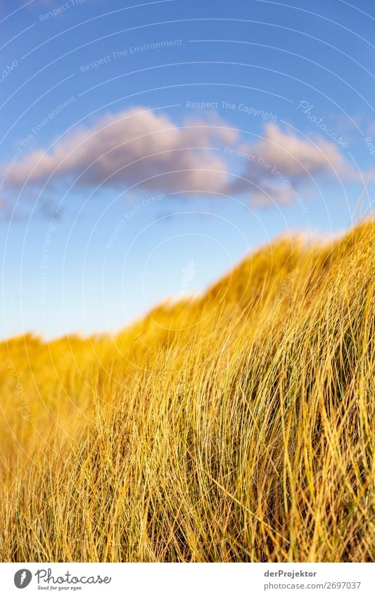 Dune grass on the Fischland-Darß-Zingst Vacation & Travel Tourism Trip Adventure Far-off places Freedom Sunbathing Beach Winter vacation Hiking Environment