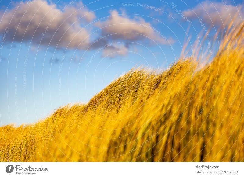 Dune grass in the sun on Usedom Central perspective Shallow depth of field Sunbeam Day Light Shadow Contrast Sunlight Copy Space middle Copy Space right