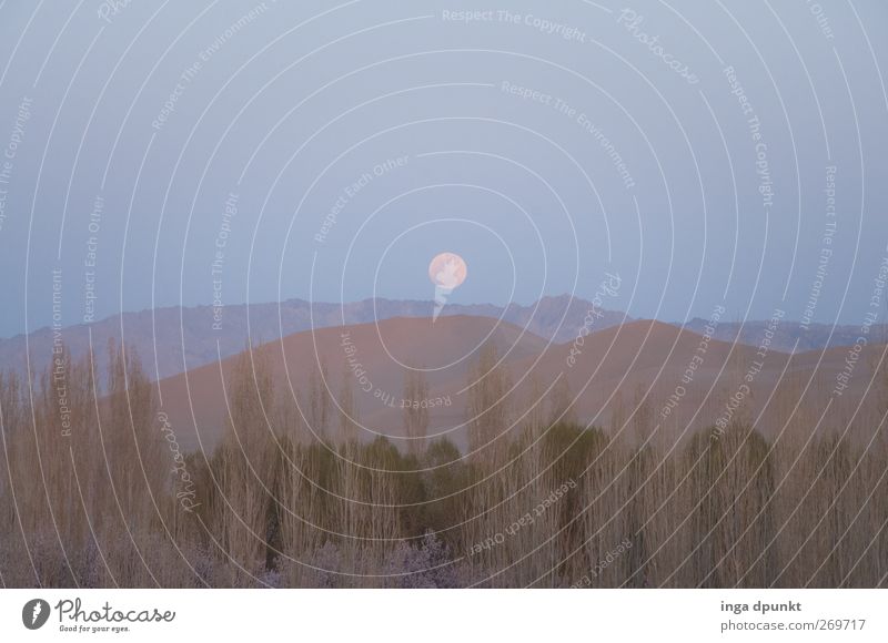 moonlight Nature Landscape Plant Elements Earth Air Sky Cloudless sky Moon Full  moon Hill Desert Lunar landscape Moonrise Dunhuang China Gangsu Asia