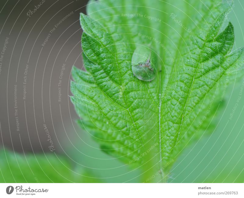 little spots Plant Animal 1 Gray Green Camouflage Tone-on-tone Insect Stinging nettle Rest Subdued colour Exterior shot Close-up Copy Space left Day