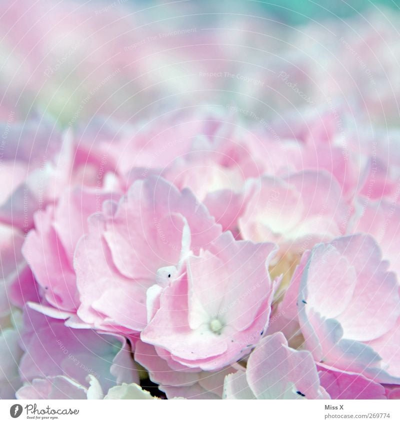 hydrangea Plant Spring Flower Blossom Blossoming Fragrance Bright Pink Hydrangea Hydrangea blossom Colour photo Multicoloured Close-up Macro (Extreme close-up)