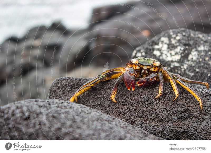 Crab on petrified lava Nature Landscape Animal Earth Water Rock Volcano Sally Lightfoot crab Coast Island "Big Island Hawaii Wild animal Shrimp 1 Crawl Looking