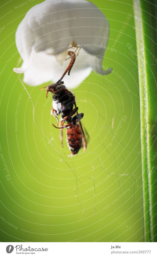 The hunter lurking in bloom. Blossom Lily of the valley Calyx Animal Wild animal Beetle Spider Crab spider Wasps 2 Green White Colour photo Multicoloured