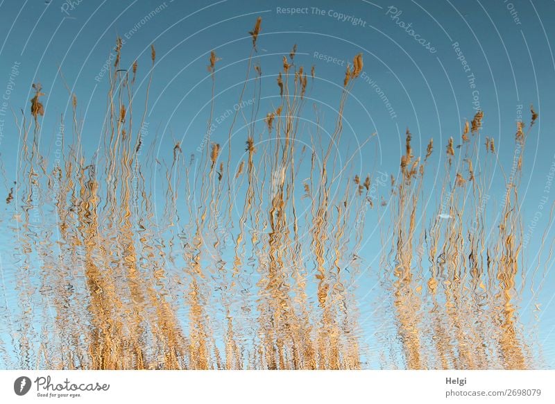 bizarre reflection of reed and blue sky in the water Environment Nature Plant Water Cloudless sky Spring Beautiful weather Common Reed Coast Boddenlandscape NP