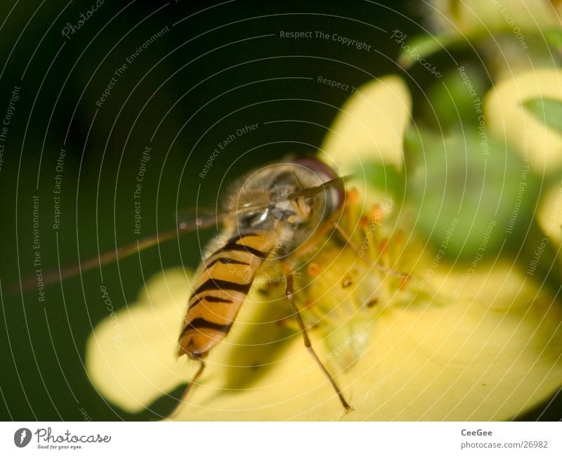 hoverfly Hover fly Insect Blossom Flower Plant Animal Yellow Stamen Nutrition Collection Wing Legs Nature Detail Close-up Macro (Extreme close-up) Nectar Food