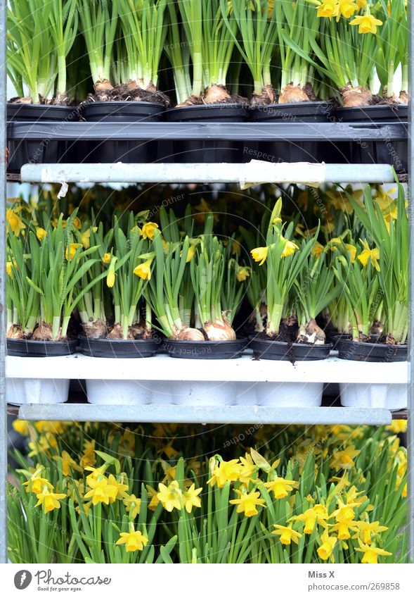 cage posture Spring Plant Flower Leaf Blossom Blossoming Fragrance Florist Flowerpot Wild daffodil Narcissus Farmer's market Sell Flower shop Colour photo