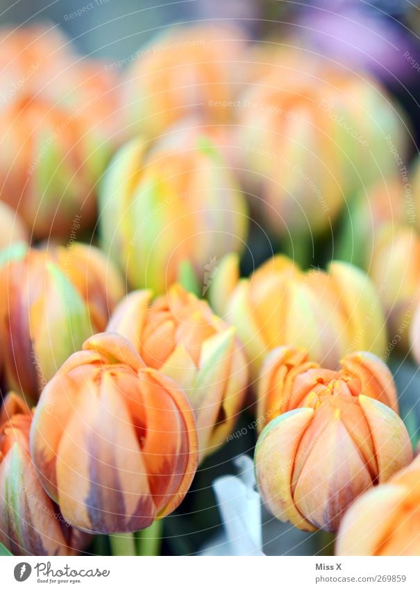 tender orange Spring Flower Tulip Blossom Blossoming Fragrance Tulip field Flowerbed Spring flower Orange Colour photo Close-up Deserted Shallow depth of field