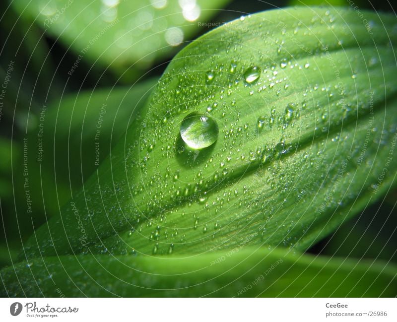 pearl Leaf Green Plant Flower Wet Damp Light Nature Close-up Macro (Extreme close-up) Water Drops of water Rope Rain Line Structures and shapes Shadow