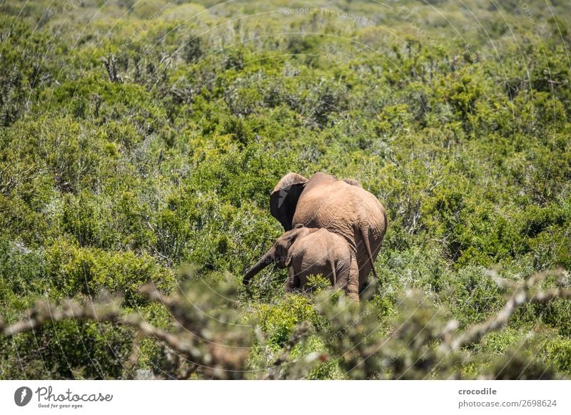 # 846 Elephant Colossus Herd South Africa National Park Protection Peaceful Nature Trunk Mammal Threat extinction Ivory big game Big 5 Bushes Watering Hole Dust