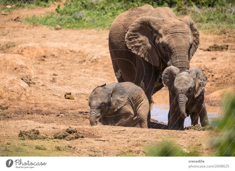 Elephants in the addo elephant national park Baby elefant Trunk Portrait photograph Herd National Park South Africa Tusk Ivory Calm Majestic valuable Safari