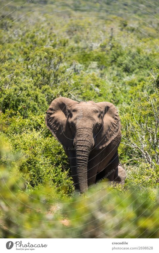 # 837 Elephant Colossus Herd South Africa National Park Protection Peaceful Nature Trunk Mammal Threat extinction Ivory Large Big 5 Bushes