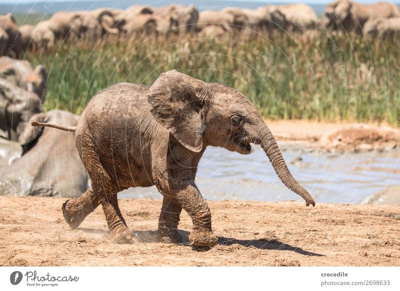 # 839 Elephant Colossus Herd South Africa National Park Protection Peaceful Nature Trunk Mammal Threat extinction Ivory Large Big 5 Bushes Watering Hole