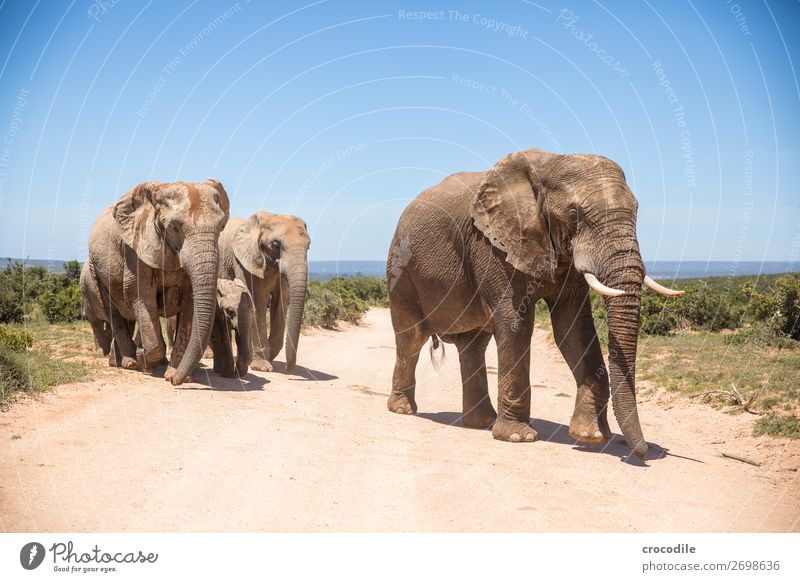 Elephant in the addo elephant national park Trunk Portrait photograph Herd National Park South Africa Tusk Ivory Calm Majestic valuable Safari Nature