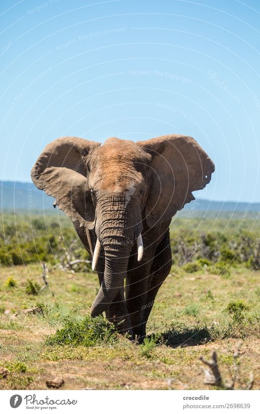 Elephant in the addo elephant national park Trunk Portrait photograph National Park South Africa Tusk Ivory Mud Calm Majestic valuable Safari Nature