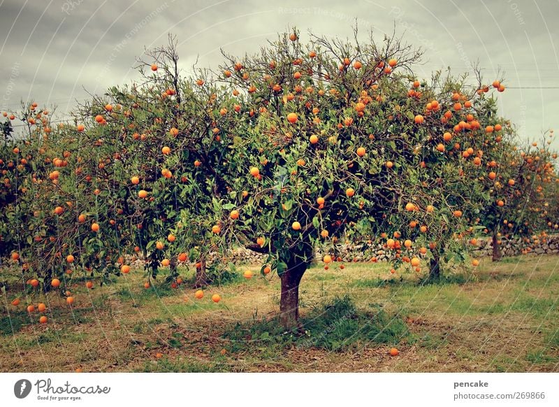 sinaasappel Orange Tree Agricultural crop Serene Orange plantation Majorca Many Paradisical Fragrance Colour photo Exterior shot Copy Space bottom