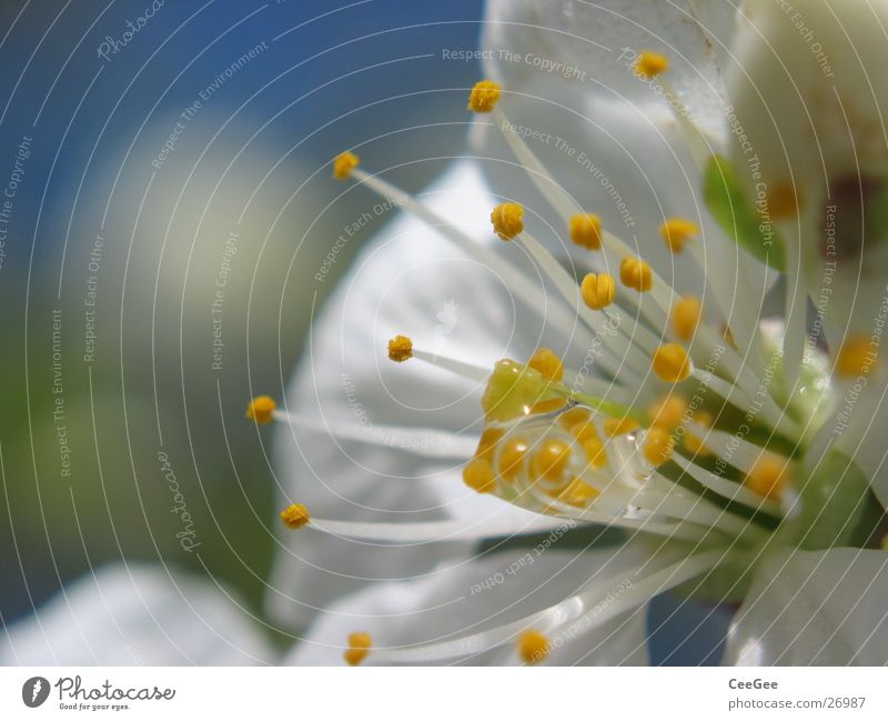 cherry blossom Blossom Plant Cherry blossom White Pollen Nature Cherry tree Close-up Macro (Extreme close-up) Drops of water Water Pistil Rain Rope