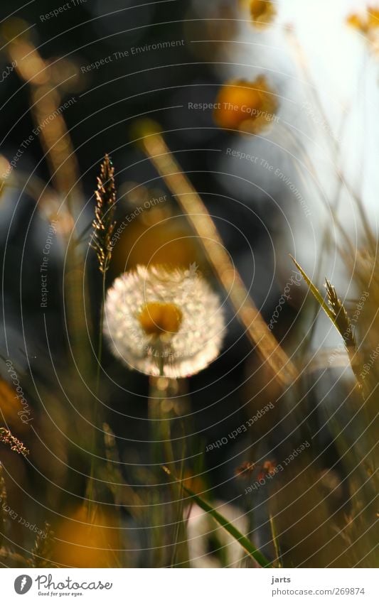 dreamer Environment Nature Plant Spring Summer Flower Grass Blossom Meadow Natural Contentment Caution Serene Calm Idyll Dandelion Colour photo Exterior shot