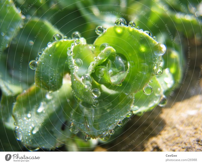 strung Reflection Plant Green Morning Wet Damp Beaded Nature Water Drops of water Rope Close-up Macro (Extreme close-up) Rain