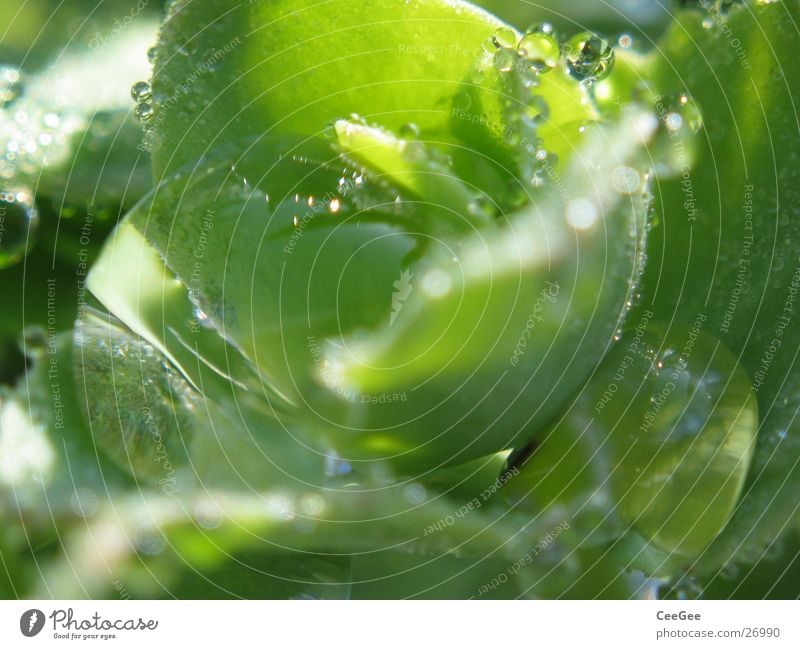 water level Reflection Plant Green Morning Wet Damp Nature Water Drops of water Rope Close-up Macro (Extreme close-up) Rain