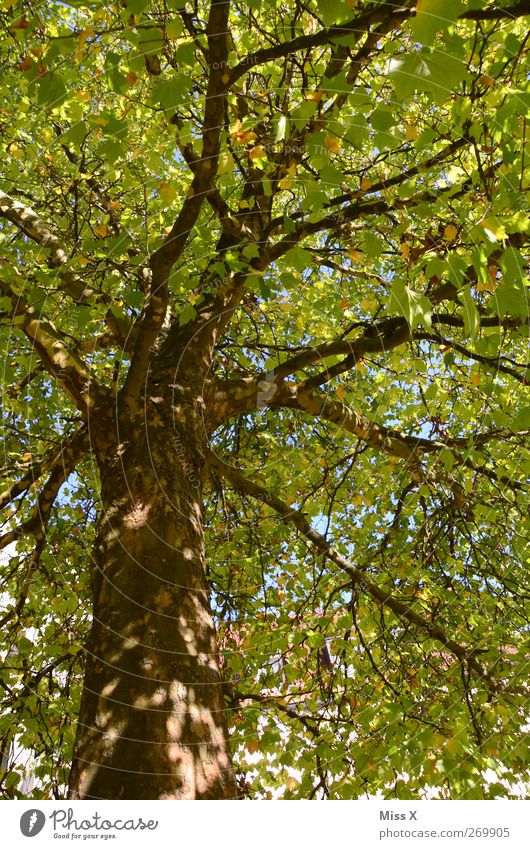 sunspots Nature Sky Summer Beautiful weather Tree Leaf Tall Green Branch Twig Tree trunk Colour photo Multicoloured Exterior shot Deserted Sunlight Sunbeam