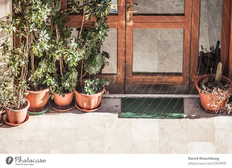 Mediterranean entrance area Foliage plant Window Door Doormat Old Brown Entrance Flowerpot Marble floor Window pane Colour photo Exterior shot Detail Deserted