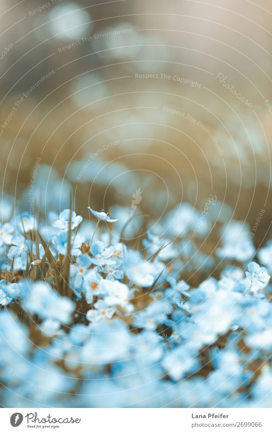 Field of fresh morning flowers in spring time Nature Landscape Plant Flower Grass Garden Park Fragrance Feasts & Celebrations Happy Beautiful Blue Green