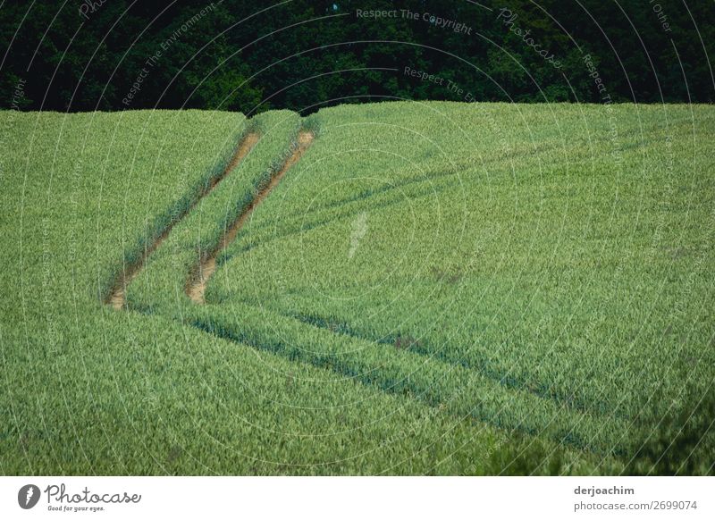 Almost every road leads to the finish line / In a green field you can see two tire tracks. From left to top with a bend. The background is dark. Joy