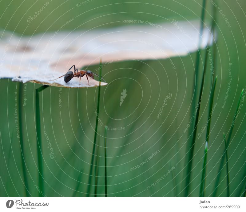 the little ant's adventure. Animal Grass Ant 1 Stand Green Individual One animal Insect Tall Close-up Macro (Extreme close-up) Copy Space bottom Sunlight Blur