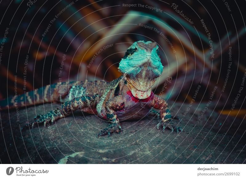 i am a star../ little lizard in the rainforest, decorated with many bright colors ,sitting on a stone and looking at the viewer.  Queensland. ( Binna Barra )