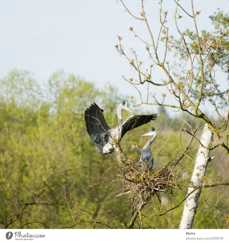 Honey, I brought you something! Environment Nature Animal Spring Plant Tree Wild animal Bird Heron Grey heron Nest Nest-building 2 Pair of animals