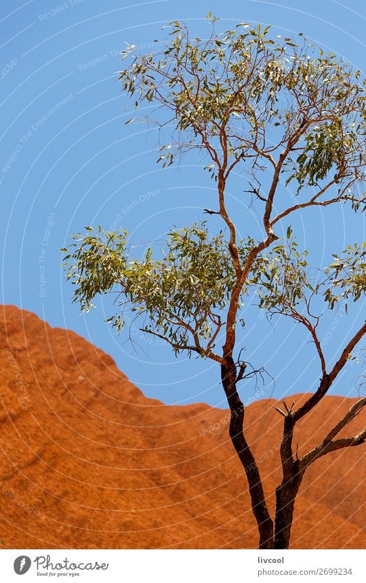 uluru XIII , australia Life Vacation & Travel Tourism Trip Adventure Sun Nature Landscape Plant Animal Sand Clouds Spring Tree Grass Park Hill Rock Desert Bird