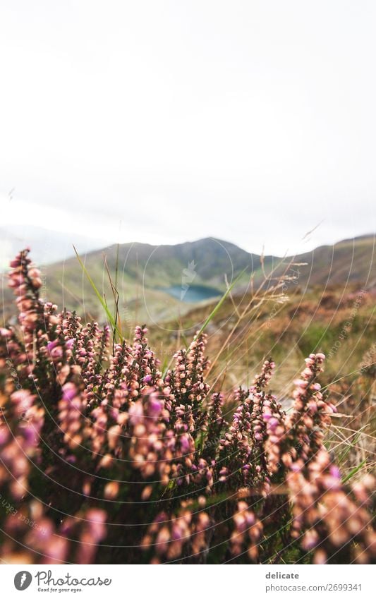 Wales Environment Nature Landscape Plant Animal Sky Clouds Autumn Climate Weather Wind Grass Bushes Blossom Foliage plant Wild plant Meadow Field Forest Hill