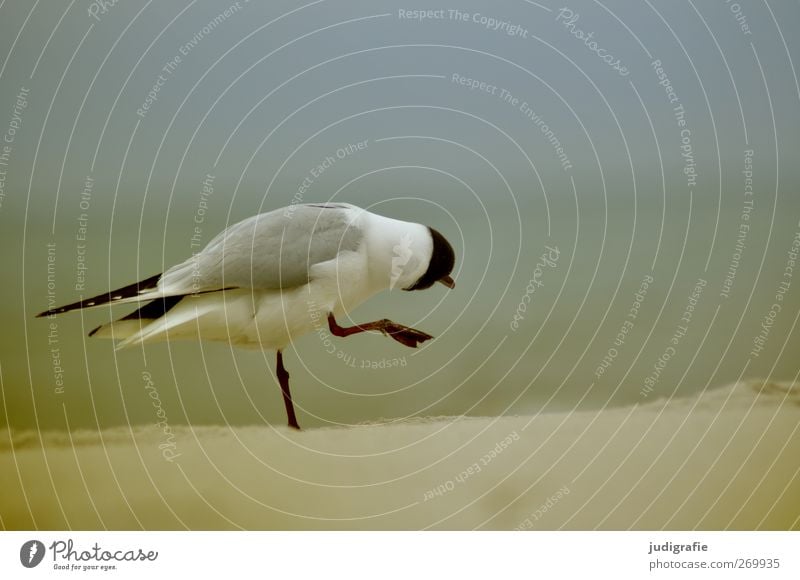 seagull Environment Nature Landscape Animal Coast Beach Baltic Sea Wild animal Bird Seagull Black-headed gull  1 Going Exceptional Natural Cute Moody Life