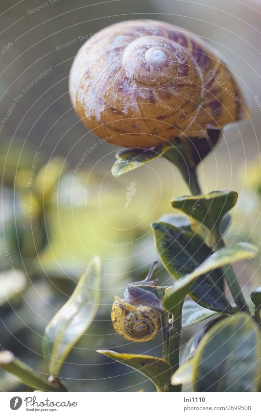 snails Wild animal Snail 2 Animal Brown Yellow Gray Green Orange White Vineyard snail Miniature Pattern Crumpet Small Large Box tree Crawl Encounter Growth