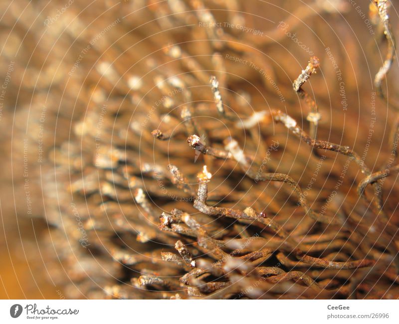 wire brush Wire Physics Tool Ochre Curved Waves Craft (trade) Brush Limbs Metal Rust Warmth Colour Macro (Extreme close-up) Close-up Detail