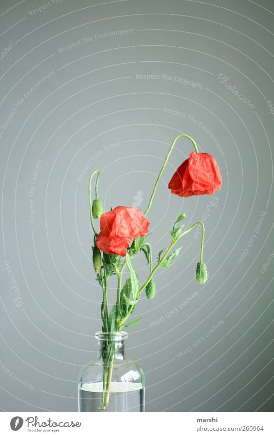 trister Mohntag Plant Flower Leaf Blossom Green Red Poppy Poppy blossom Poppy capsule Poppy leaf Faded Vase Gray Gloomy Colour photo Interior shot