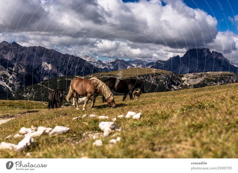 # 814 Three peaks Dolomites Sexten Dolomites World heritage High plain Colour photo Hiking Footpath Peak Mountaineering Alps Beautiful weather Meadow Summer Sun