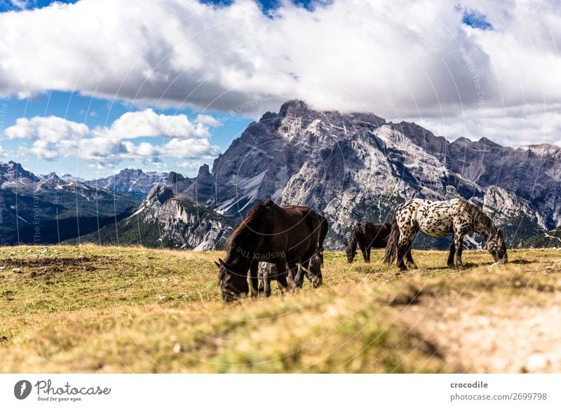 # 811 Three peaks Dolomites Sexten Dolomites World heritage High plain Colour photo Hiking Footpath Peak Mountaineering Alps Beautiful weather Meadow Summer Sun