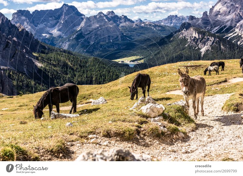 # 810 Three peaks Dolomites Sesto Dolomites World heritage High plain Colour photo Hiking Footpath Peak Mountaineering Alps Beautiful weather Meadow Summer Sun