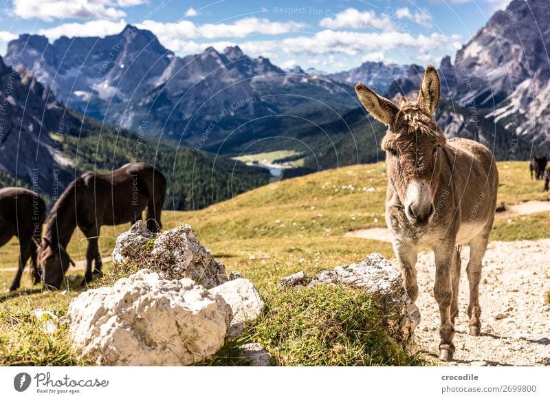 # 809 Three peaks Dolomites Sexten Dolomites World heritage High plain Colour photo Hiking Footpath Peak Mountaineering Alps Beautiful weather Meadow Summer Sun