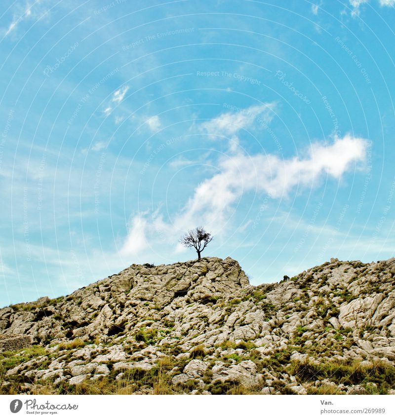 lone fighters Vacation & Travel Nature Landscape Earth Air Sky Clouds Plant Tree Grass Moss Hill Rock Mountain Stone Blue Gray Loneliness 1 Colour photo