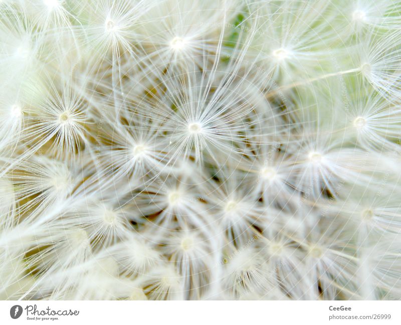 peachy Dandelion Fine White Blossom Flower Plant Spring Soft Delicate Thin Narrow Easy Limbs umbrella Nature Macro (Extreme close-up) Close-up Bright