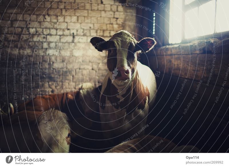 Muuuhhhhhh Animal Farm animal Cow 4 Group of animals Herd Observe Large Curiosity Soft Brown Black White "Agriculture cows Barn Cattle wood,stone Glass Window