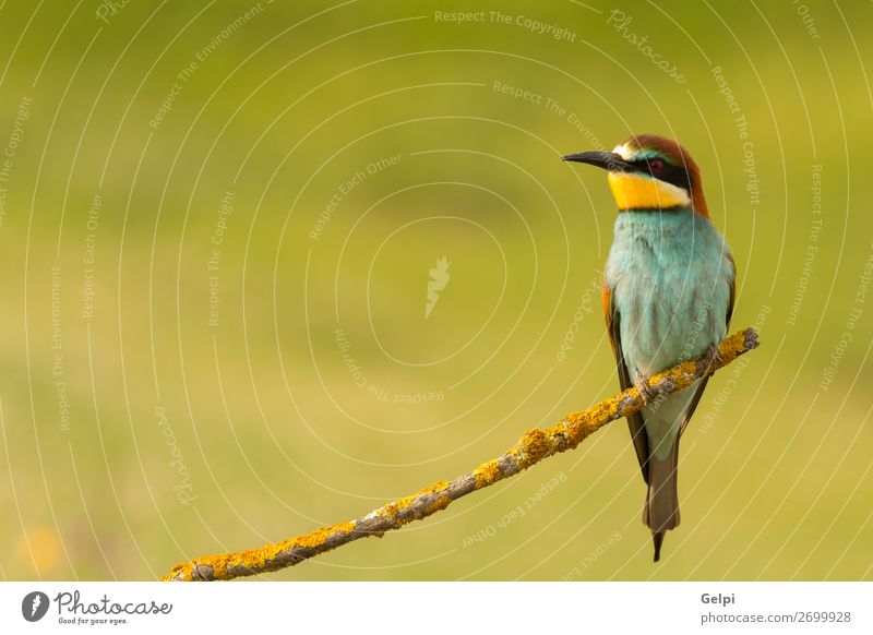 Small bird perched nice plumage Exotic Beautiful Freedom Nature Animal Bird Bee Glittering Feeding Bright Wild Blue Yellow Green Red White Colour Precision