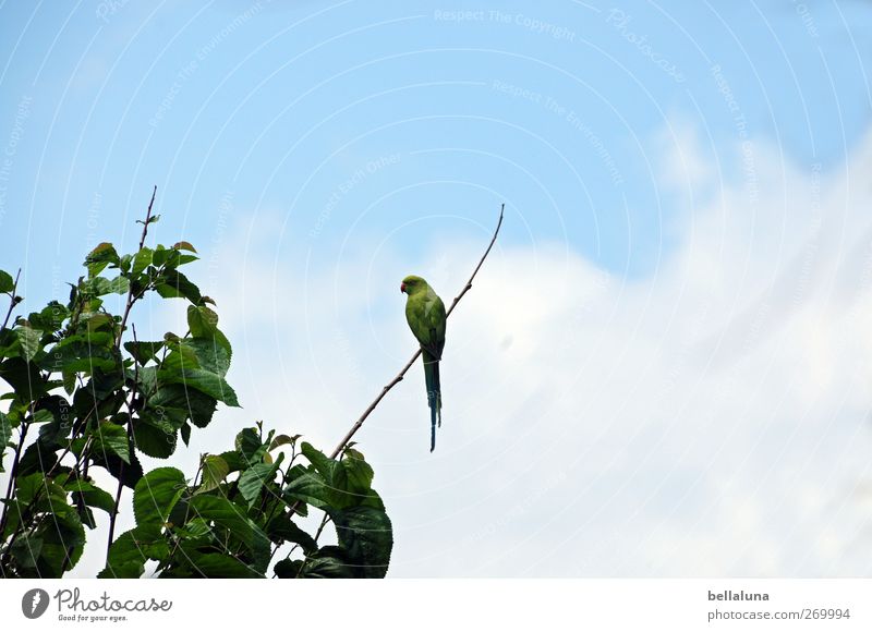 I'm on the sundeck. Nature Sky Clouds Plant Tree Leaf Wild plant Exotic Animal Wild animal Bird 1 Sit Tenerife Parrots Macaw Green Blue Colour photo