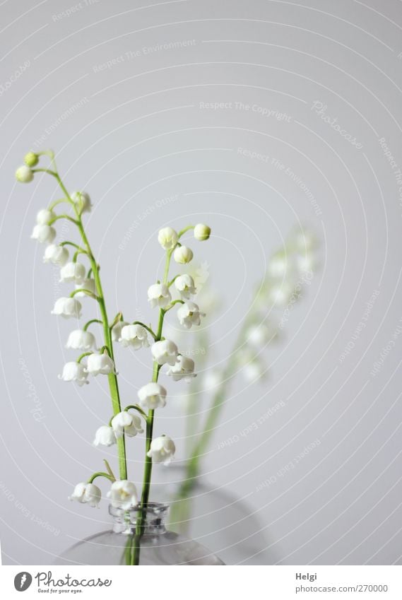 May Nature Plant Spring Flower Blossom Wild plant Panicle blossom Lily of the valley Decoration Vase Glass Blossoming Stand Esthetic Simple Fresh Beautiful Long